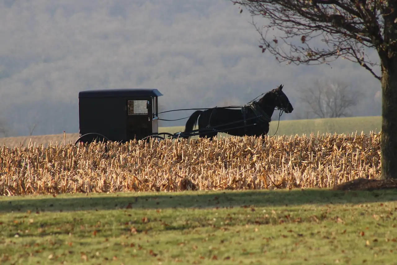 An Amish horse buggy by a cornfield