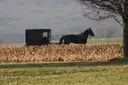 An Amish horse buggy by a cornfield