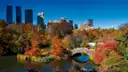 Autumn trees in Central Park