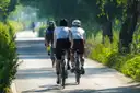 Cyclists on a tree-lined path