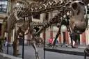 A long-necked dinosaur skeleton in a museum hall