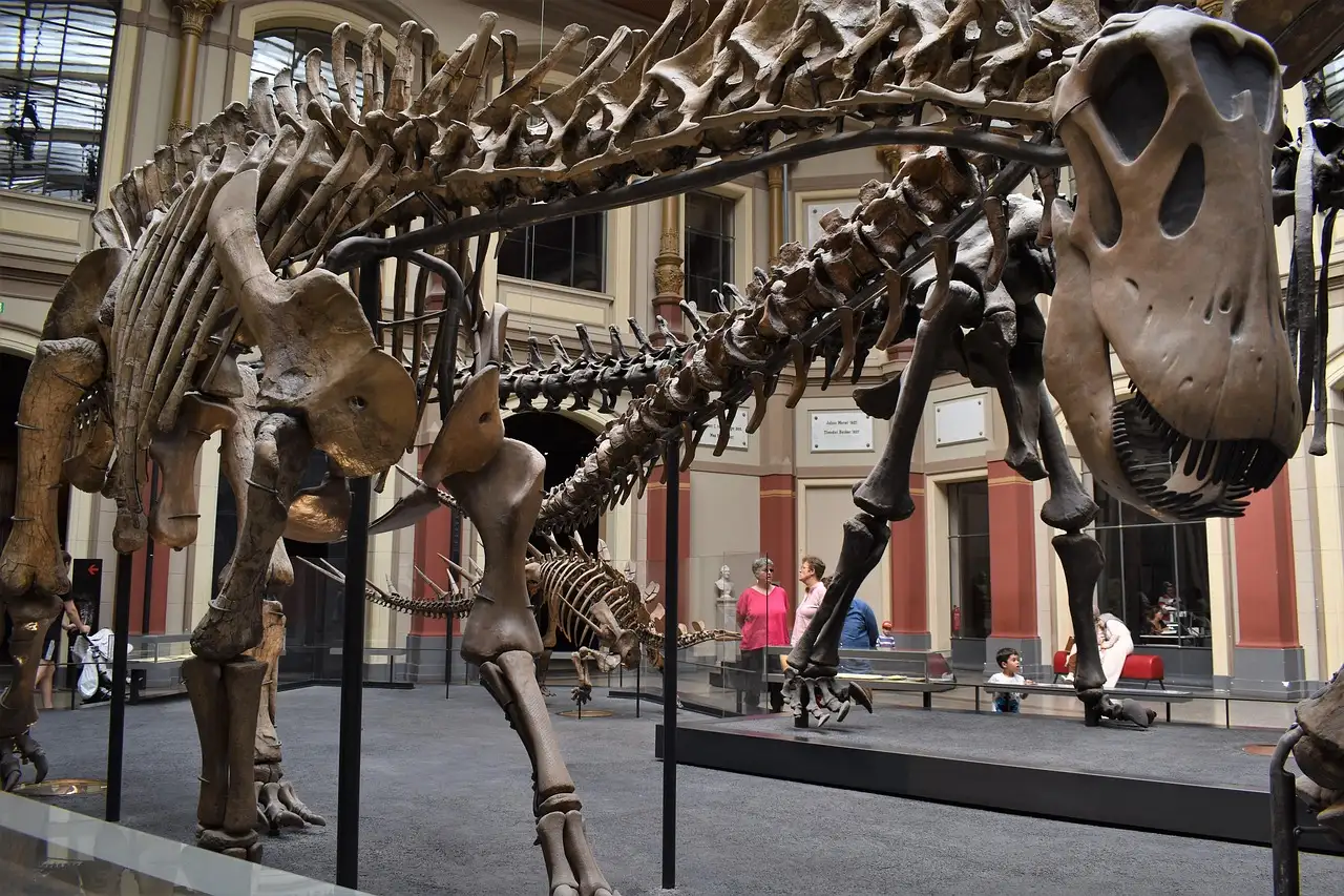 A long-necked dinosaur skeleton in a museum hall