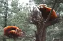 Two red pandas resting in a tree at the Central Park Zoo