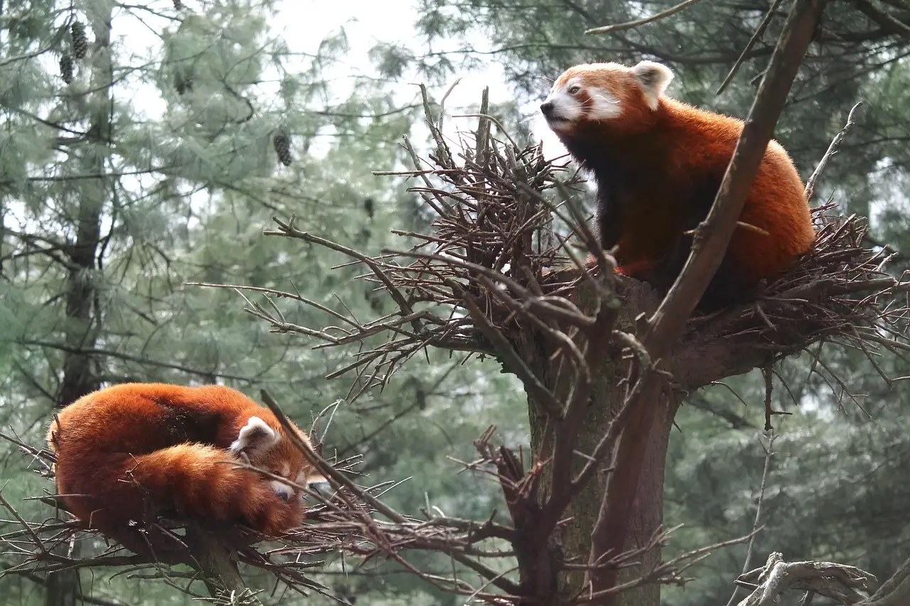 Two red pandas resting in a tree at the Central Park Zoo