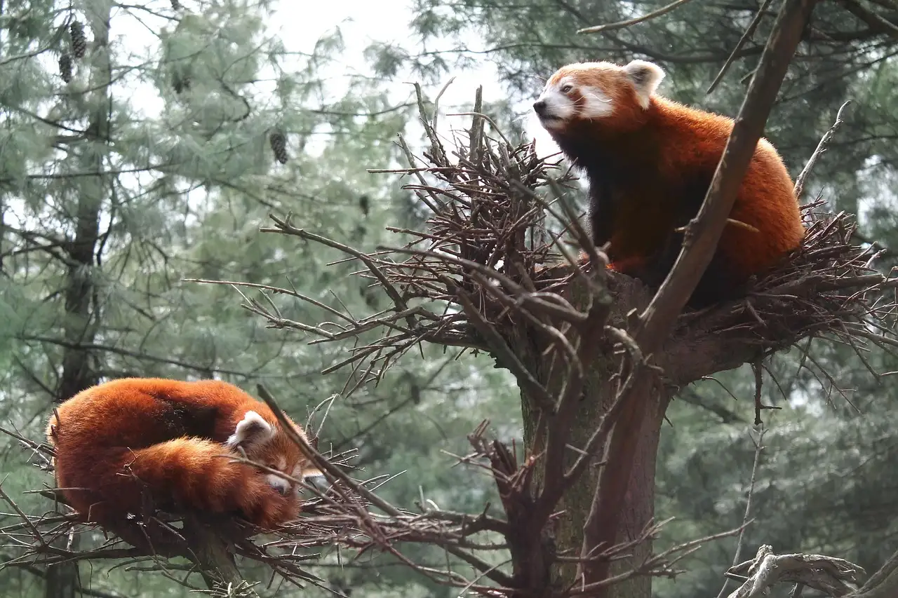 Two red pandas resting in a tree at the Central Park Zoo