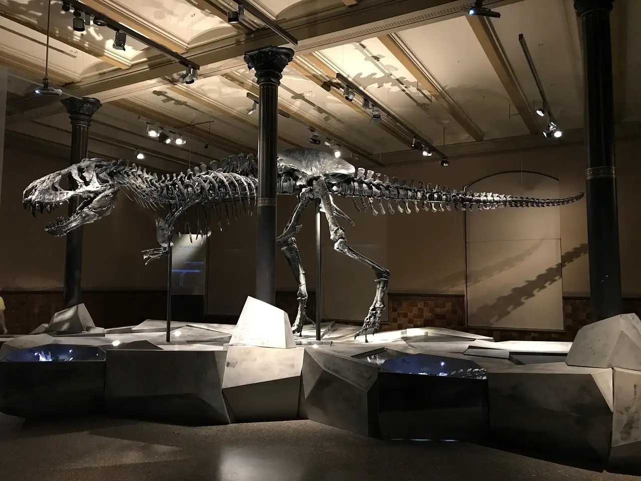 A Tyrannosaurus rex skeleton in a museum hall
